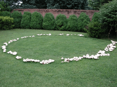 Fairy rings