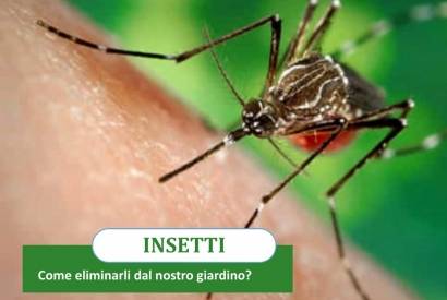Zanzare e insetti: Come eliminarli dal nostro giardino?